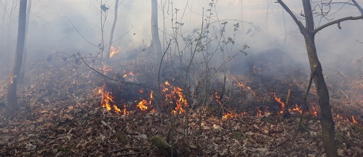 Kolejny pożar lasu - Zdjęcie główne