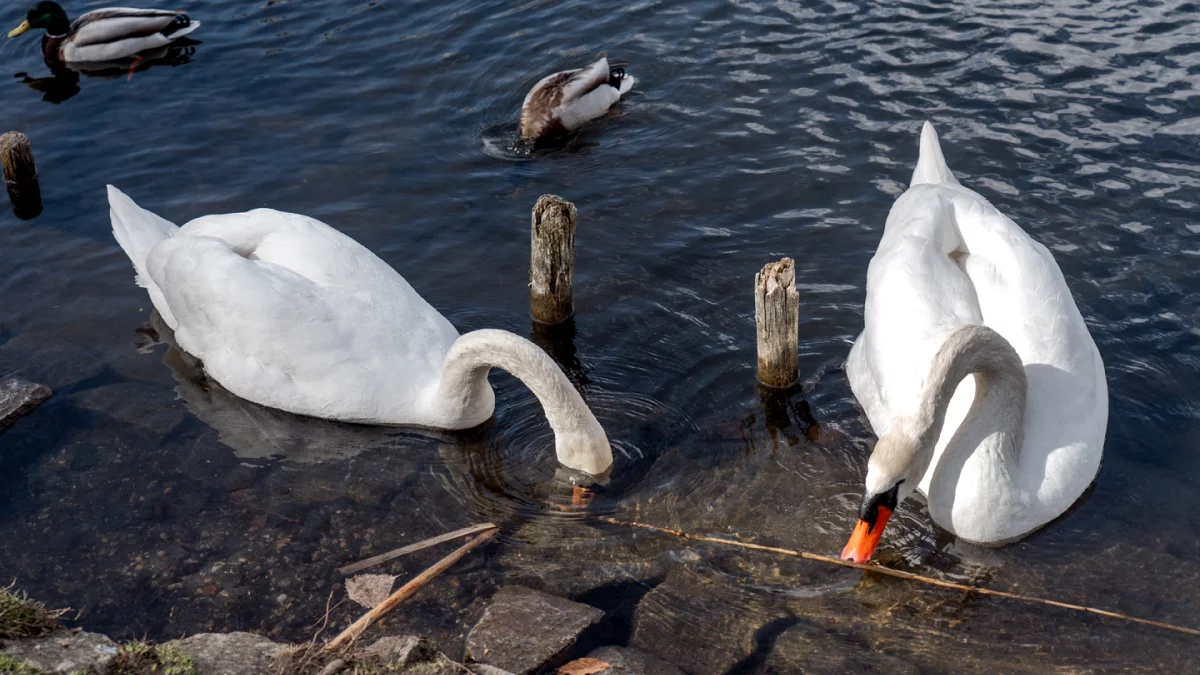 Dzień dobry Pleszew! Dziś czwartek, 9 kwietnia 2026 roku