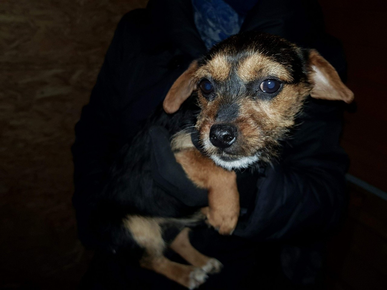 pieski - Zdjęcie główne