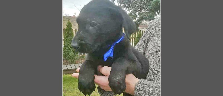 Maluszek w typie labradora do adopcji! - Zdjęcie główne