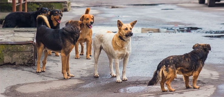 Radni proponują Basen i schronisko?  - Zdjęcie główne