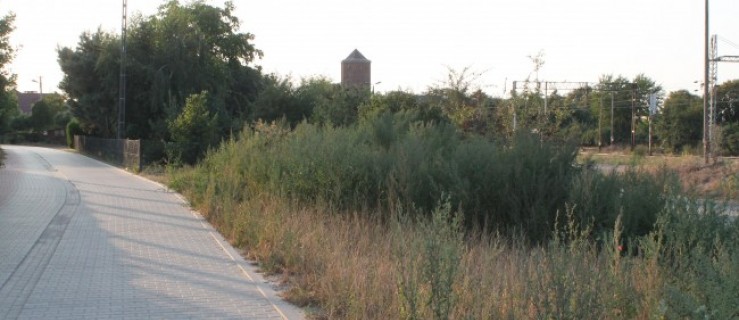 Czytelnik: - Uprzątnijcie w końcu te chaszcze! - Zdjęcie główne