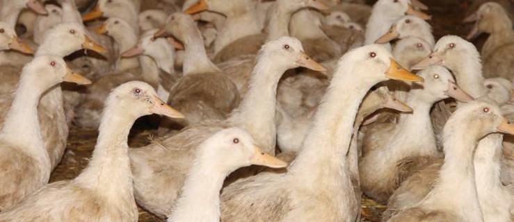 Ptasia grypa. Czy powiat pleszewski jest zagrożony? - Zdjęcie główne
