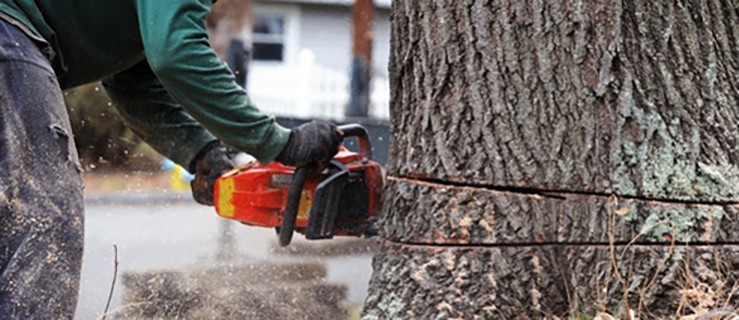 Nowe przepisy o wycince drzew budzą kontrowersje - Zdjęcie główne