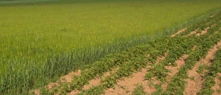 Scalanie w cieniu epidemii  - Zdjęcie główne