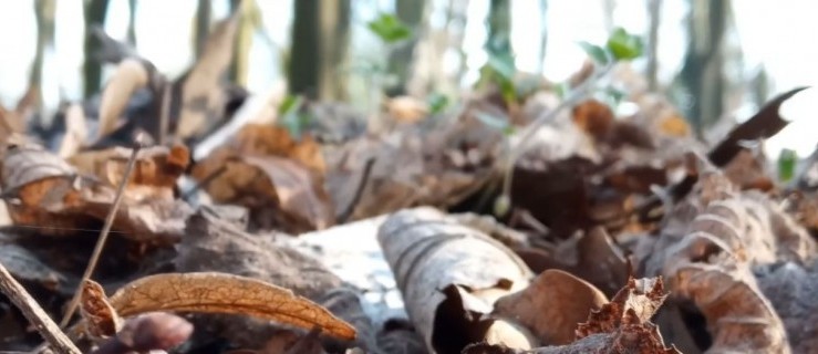 Powiat pleszewski. Zobaczcie, co znaleźliśmy w naszych parkach! [WIDEO] - Zdjęcie główne