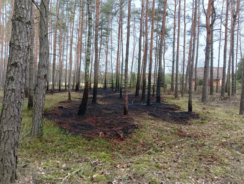 Kolejny pożar w gminie Gizałki - tym razem płonął las - Zdjęcie główne