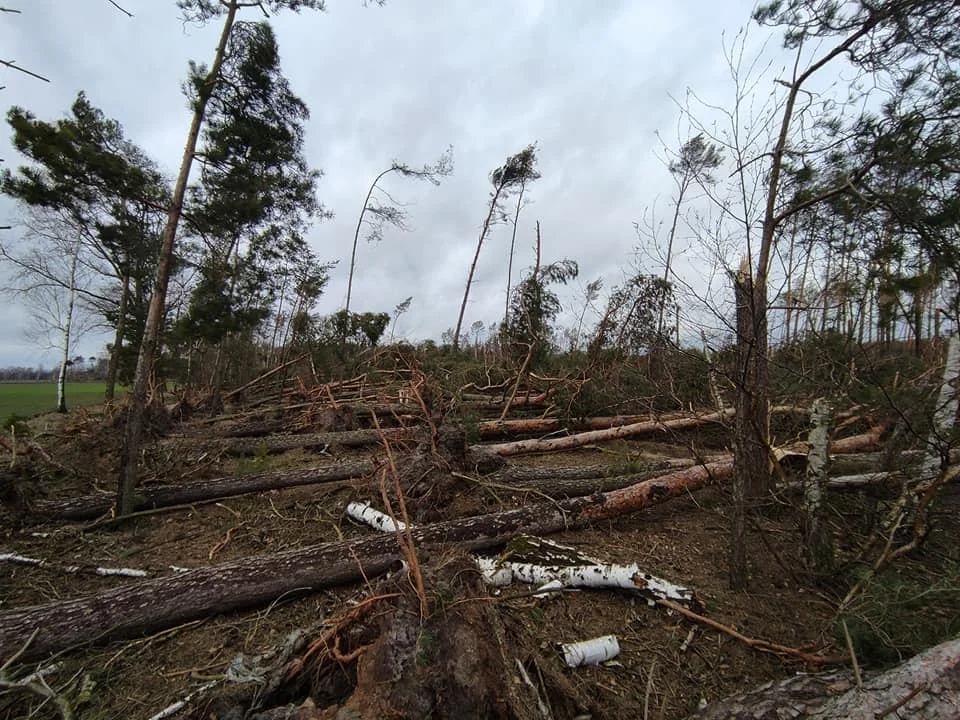 Wprowadzono zakaz wejścia do lasu. Największe zniszczenia w Leśnictwie Kaźmierka [ZDJĘCIA] - Zdjęcie główne