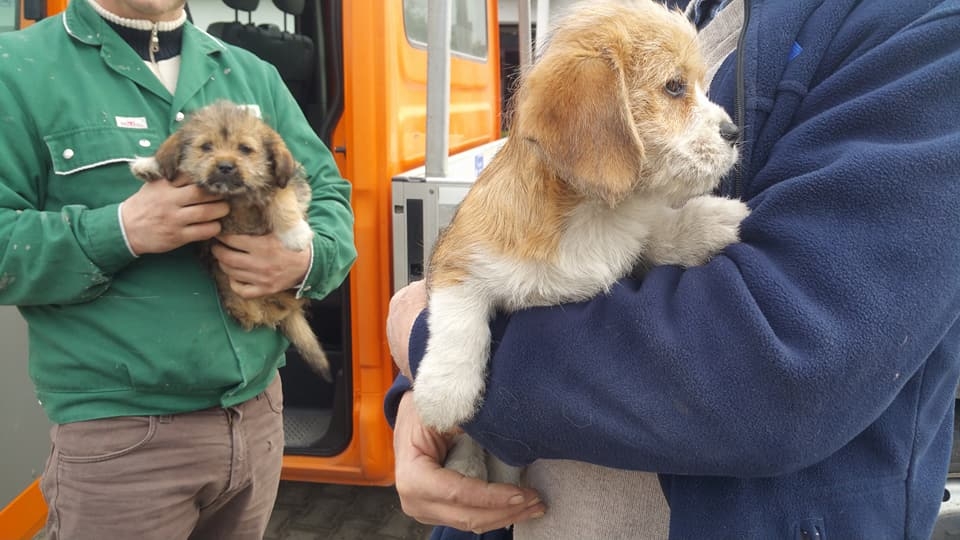 pieski - Zdjęcie główne