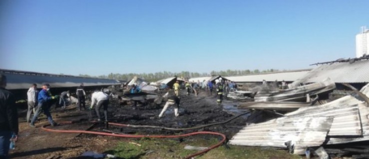 Koźmin Wlkp. Duży pożar na fermie w Dębówcu. W płomieniach zginęło 2 tysiące norek - Zdjęcie główne