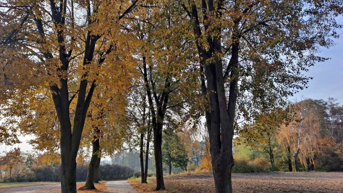 Pogoda w powiecie pleszewskim. Jakie są prognozy na jutro? - Zdjęcie główne