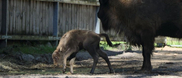 Święto w gołuchowskiej zagrodzie. Na świat przyszło małe żubrzątko!  - Zdjęcie główne