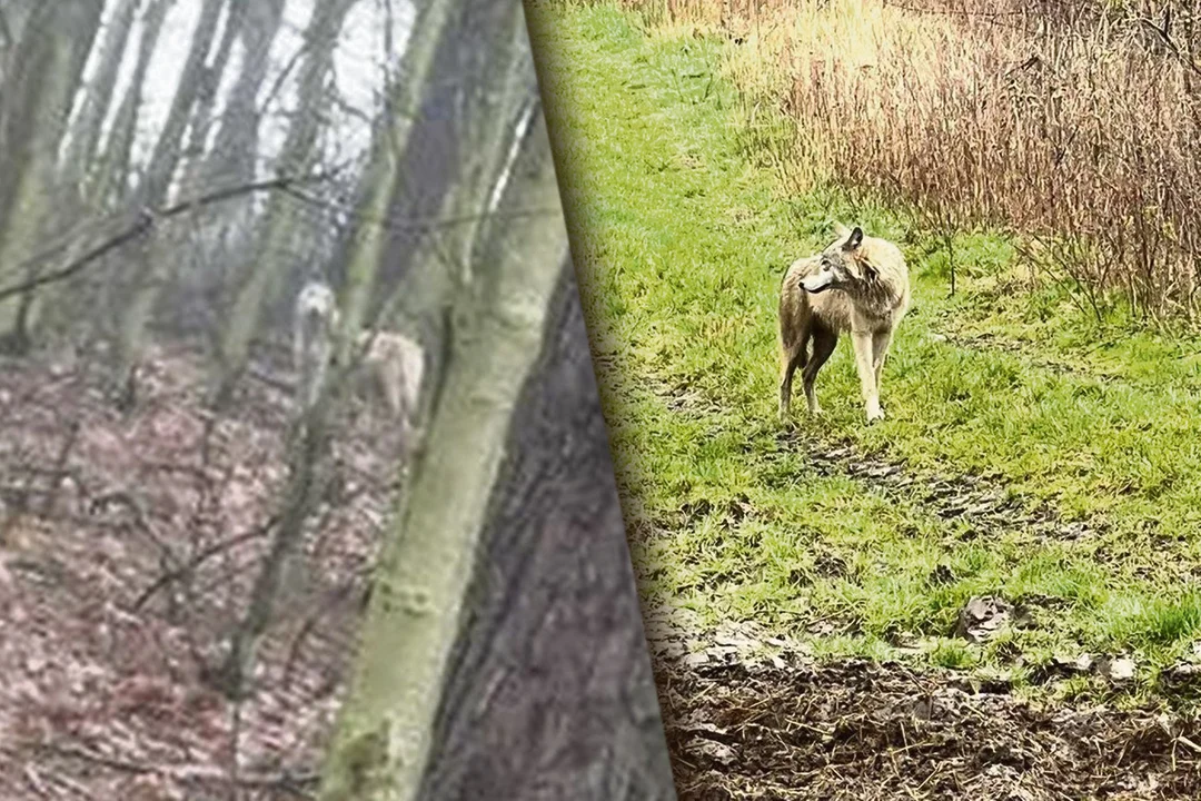 Ekspert: w gminie Dobrzyca był wilk. Jest też nowe zdjęcie z gminy Chocz - Zdjęcie główne