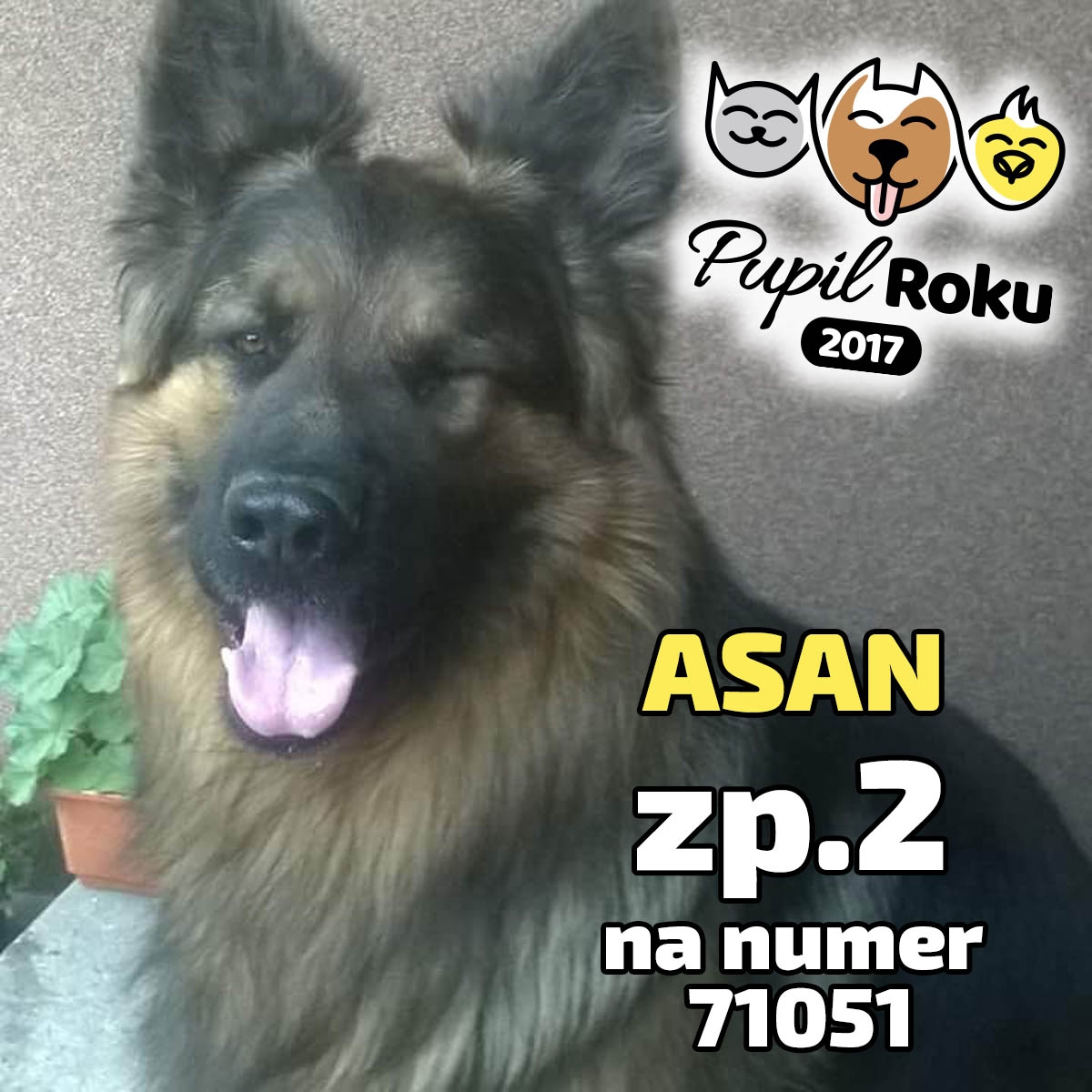 PUPIL ROKU 2017 PLESZEW - Zdjęcie główne