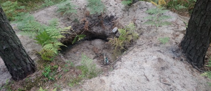 Rozkopane groby w Grodzisku. Ktoś zniszczył zabytkowe kurhany sprzed 3,5 tys. lat! - Zdjęcie główne