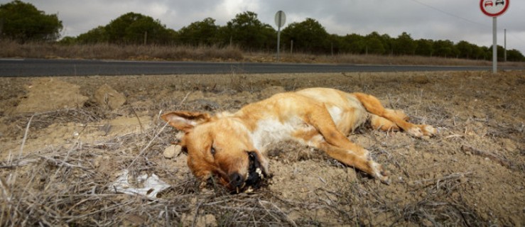 Ktoś zastrzelił labradora! Sprawę bada policja - Zdjęcie główne