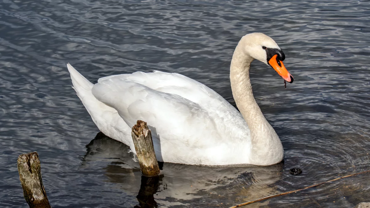 Dzień dobry Pleszew! Dziś czwartek, 16 kwietnia 2026 roku