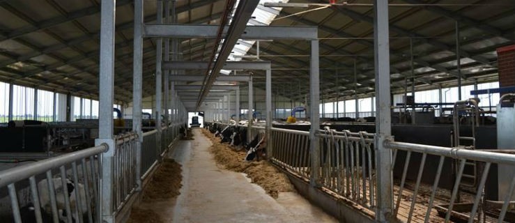 Hodowcy krów w Wielkopolsce zmniejszą produkcję - Zdjęcie główne