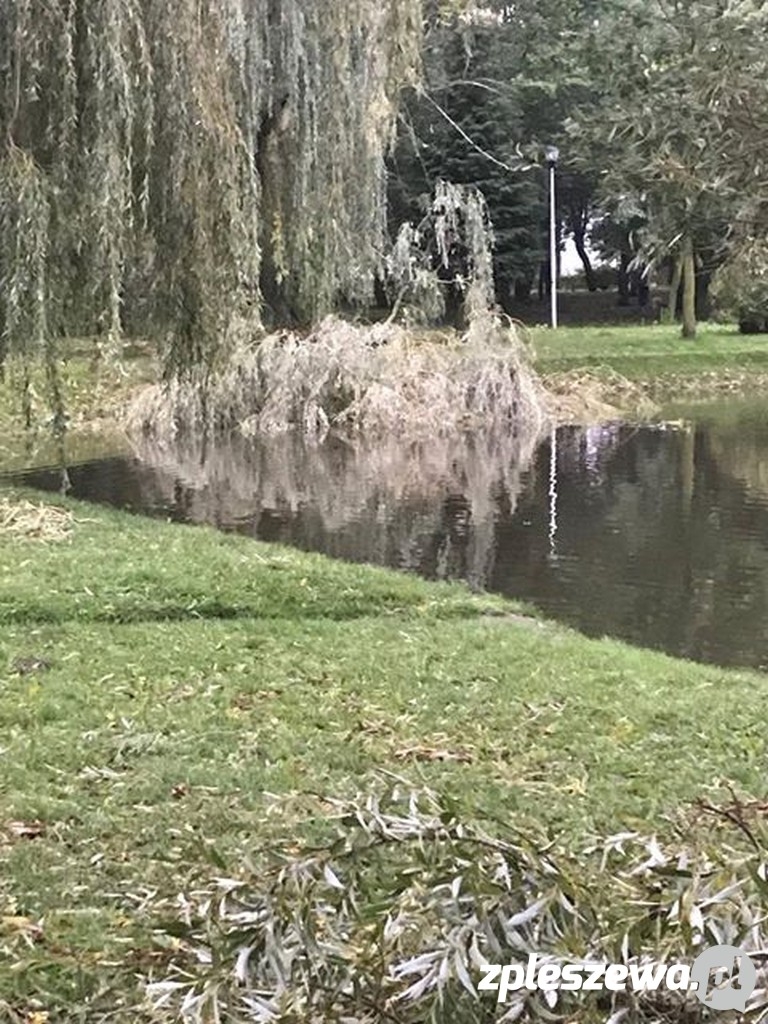 Zniszczenia w parku i na osiedlu  - Zdjęcie główne