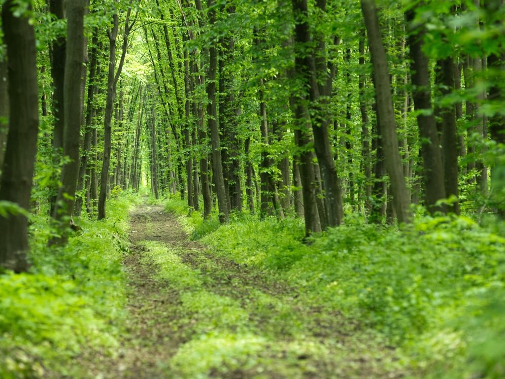 Gdzie w powiecie pleszewskim możesz legalnie zanocować w lesie? - Zdjęcie główne