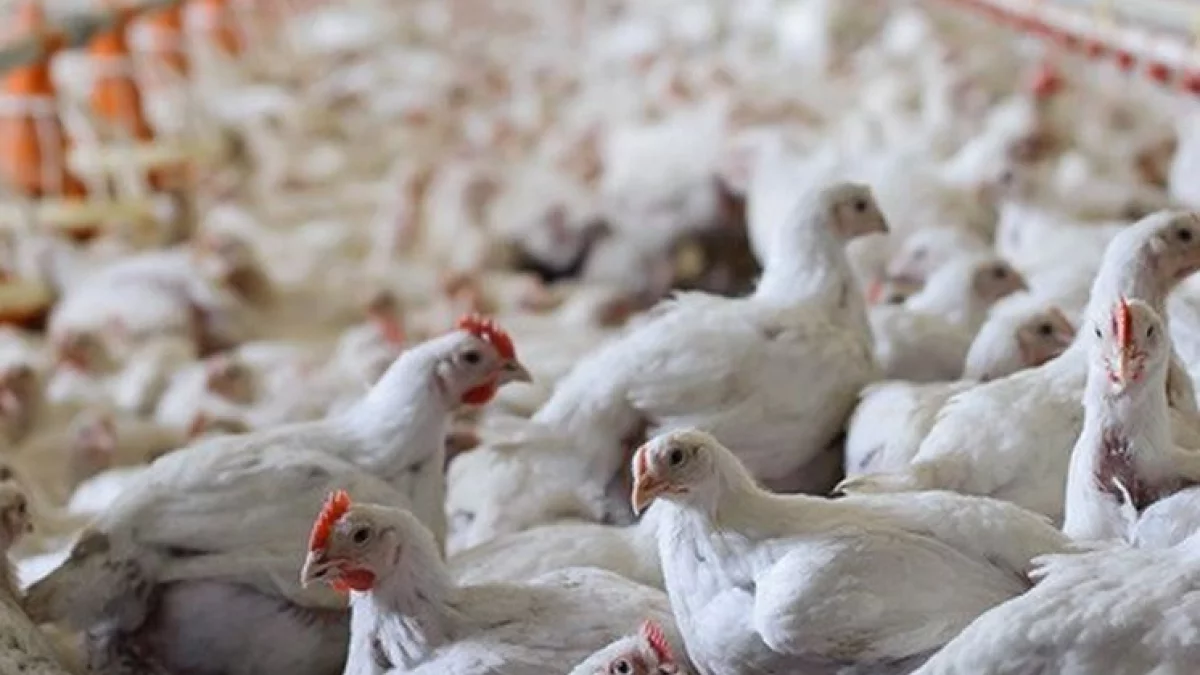 Kurniki blisko blisko Pleszewa? "Nie pozwolimy na to" - mówią radni i mieszkańcy okolicznych sołectw