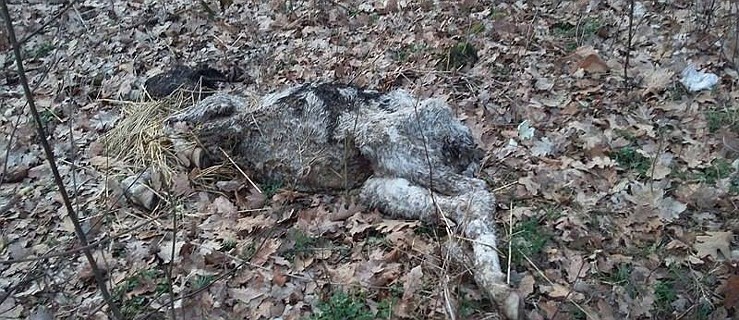  Padnięte cielę w lesie. Kto wyrzucił? - Zdjęcie główne