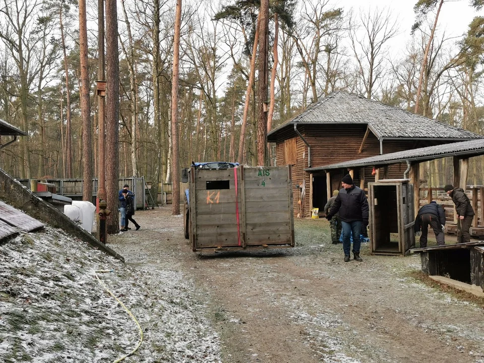 Żubry z Gołuchowa pojechały do Hiszpanii  - Zdjęcie główne