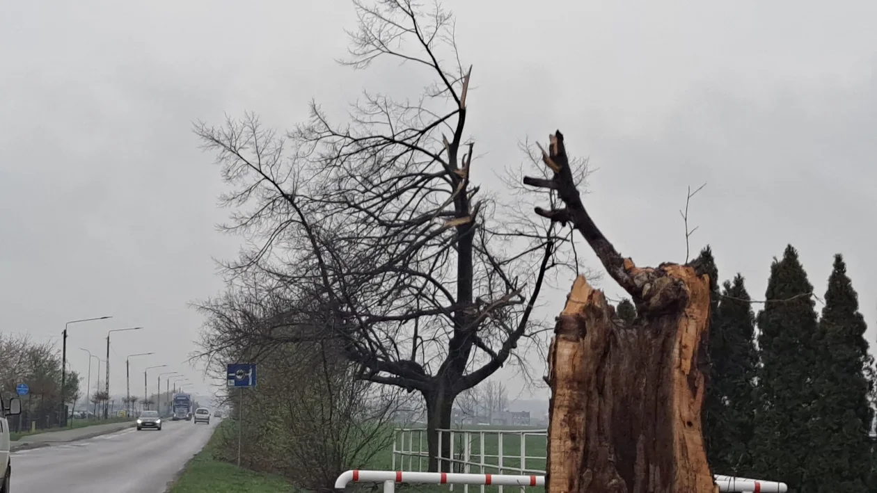 Połamane krzaki, gałęzie i drzewo. Czytelniczka apeluje: Zróbcie tu porządek! - Zdjęcie główne