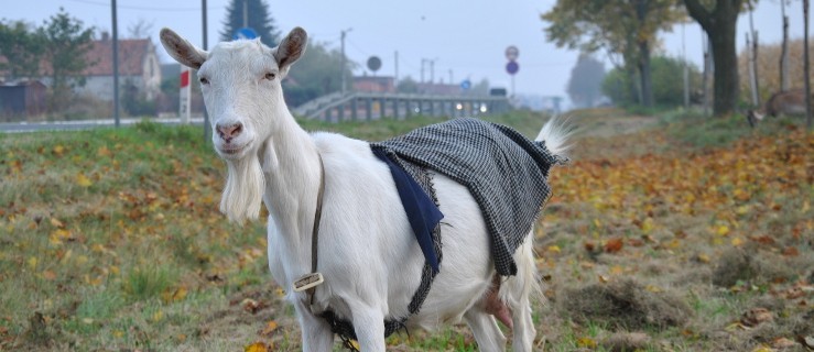 W Pacanowie kozy kują. A w Pleszewie... - Zdjęcie główne