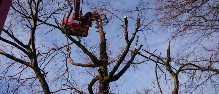 Gmina Chocz. Bociany mogą wrócić!  - Zdjęcie główne