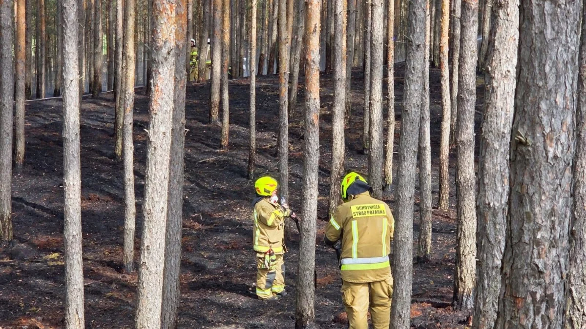 Płonęły lasy w naszym regionie. Straty równe 6 boiskom piłkarskim! Pilny apel leśników