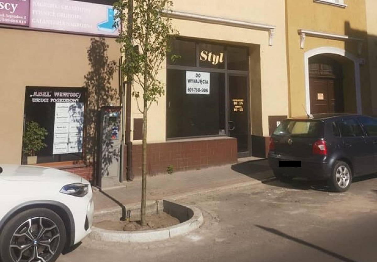 Na ulicy Sienkiewicza w Pleszewie nasadzono już nowe drzewa - grusze drobnoowocowe