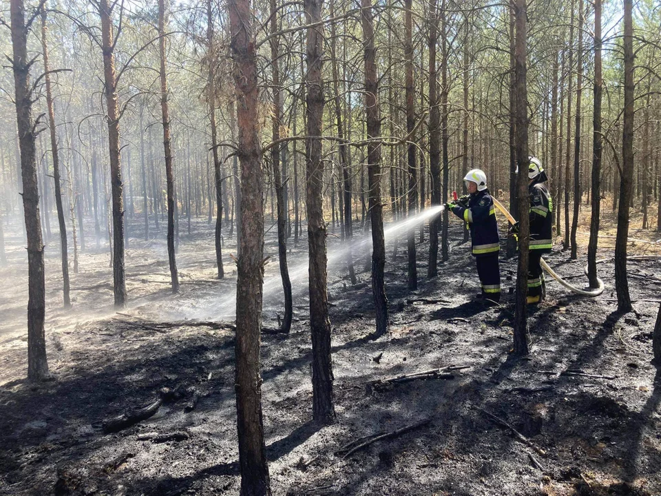 Kolejny pożar lasu w gminie Chocz. Sześć jednostek straży w akcji w Józefowie [ZDJĘCIA] - Zdjęcie główne