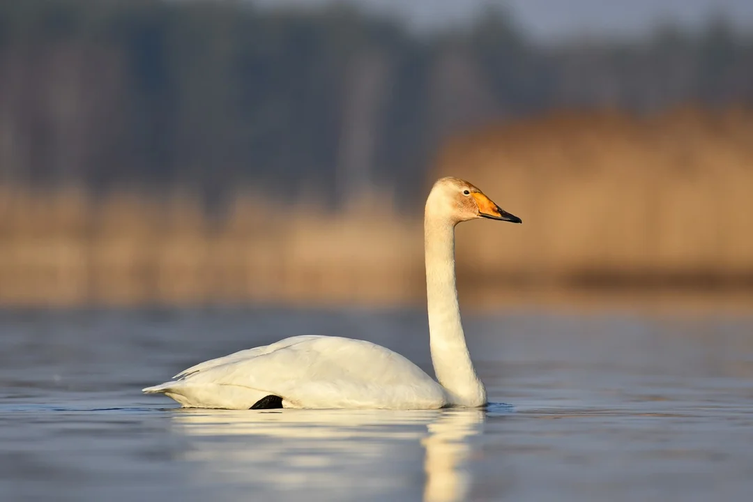 Jeden z najrzadszych gatunków ptaków sfotografowany w Kucharach [ZDJĘCIA] - Zdjęcie główne