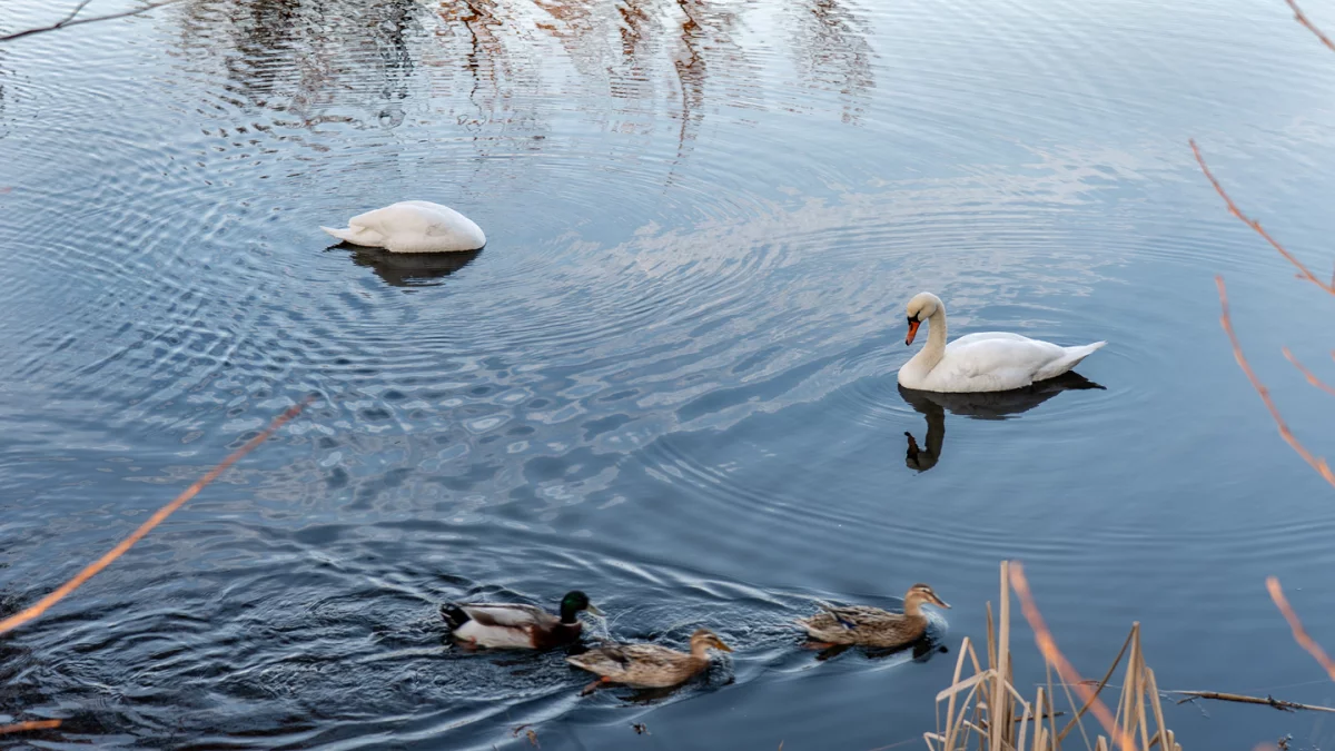 Dzień dobry Pleszew! Dziś niedziela, 22 marca 2026 roku
