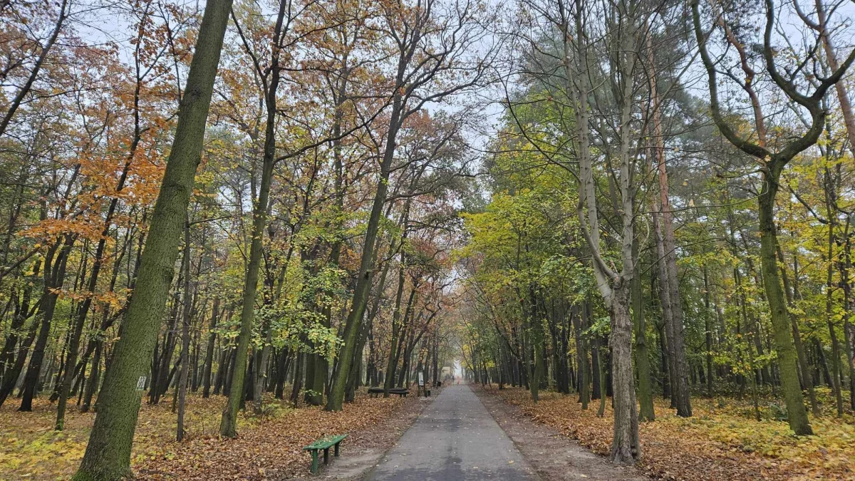 Pogoda w powiecie pleszewskim. Jakie są prognozy na 11 listopada? - Zdjęcie główne