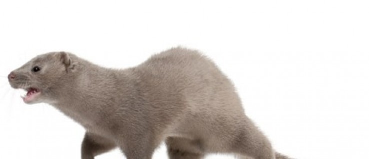 Nie ma zgody na fermę norek - Zdjęcie główne