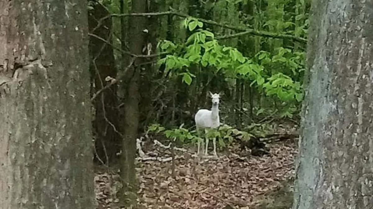 Niezwykły osobnik w lasach pod Pleszewem. Spotkanie go podobno przynosi szczęście [ZDJĘCIE]
