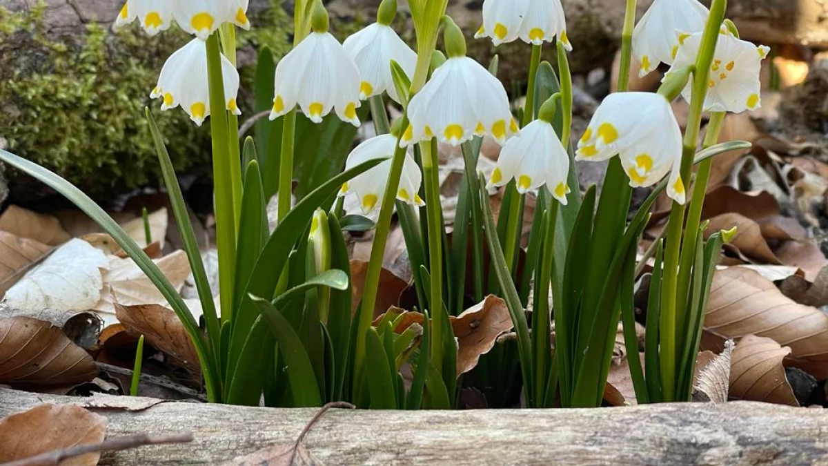 To jest ten weekend! Tam się dzieje magia. „Białe dywany” czekają na turystów