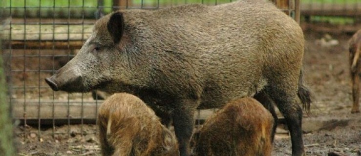  Skandal! Karmią zwierzęta chlebem lub wafelkami. Potem robią zdjęcia!  - Zdjęcie główne