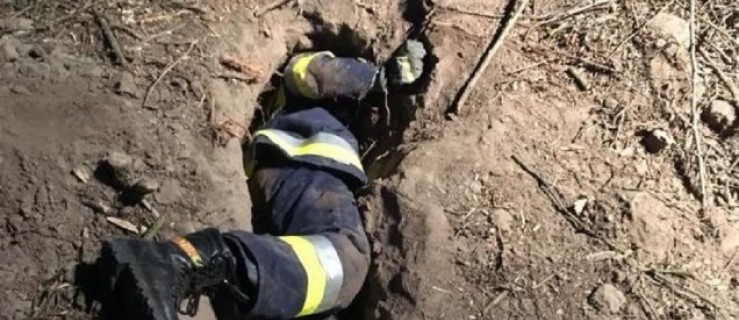 Strażacy uratowali szczeniaki na mrozie [ZDJĘCIA] - Zdjęcie główne