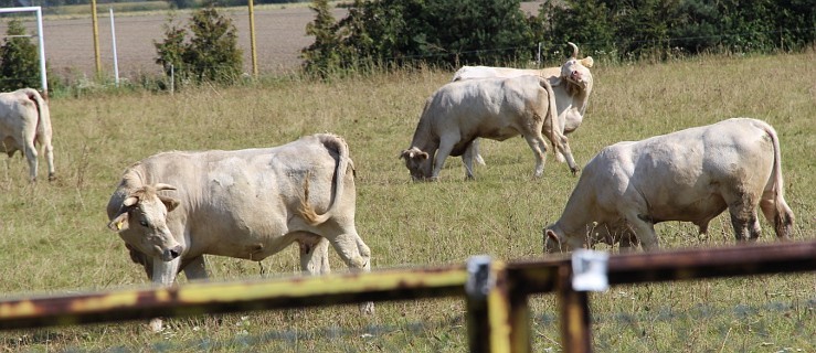 Gmina Dobrzyca. Krowy na boisku. Gdzie? - Zdjęcie główne