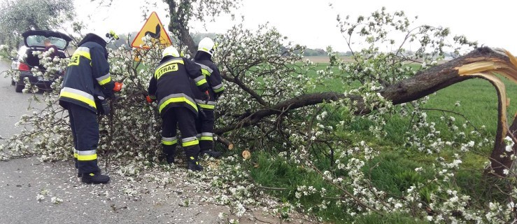 Pożar i powalone drzewo - Zdjęcie główne