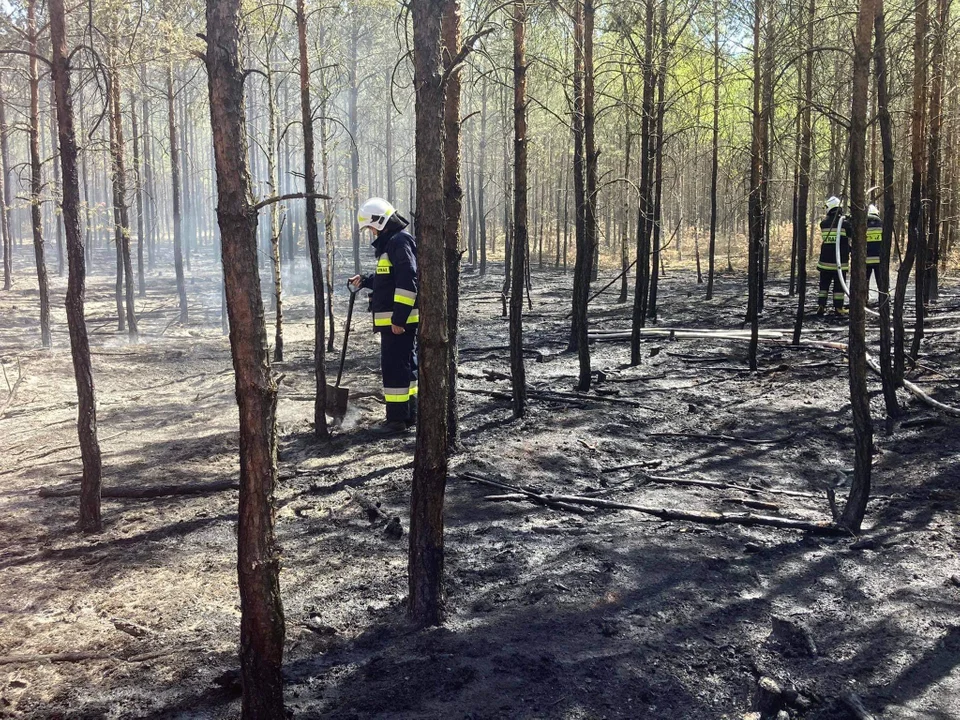 Pożar lasu w miejscowości Józefów w gminie Chocz