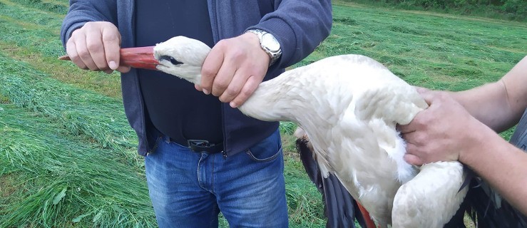 Nietypowa interwencja strażaków. Pomogli bocianowi, który miał złamane skrzydło! - Zdjęcie główne