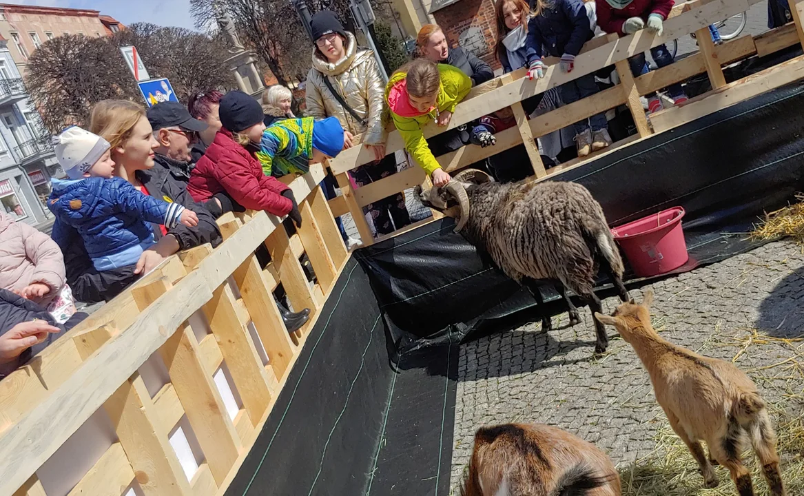 Na rynku w Pleszewie są już zwierzęta! [ZDJECIA] - Zdjęcie główne