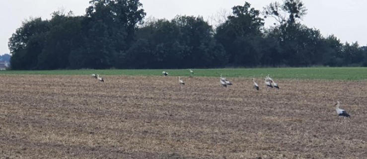 Kilkadziesiąt bocianów na polu w Fabianowie. Sfotografował je starosta  - Zdjęcie główne