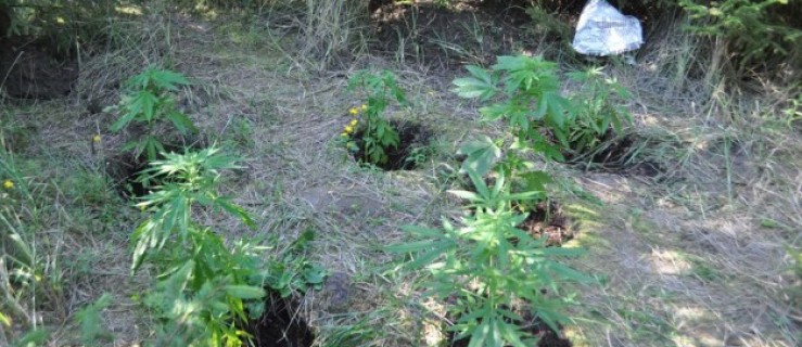 Policjanci zlikwidowali plantację marihuany. Zatrzymano już trzy osoby! - Zdjęcie główne