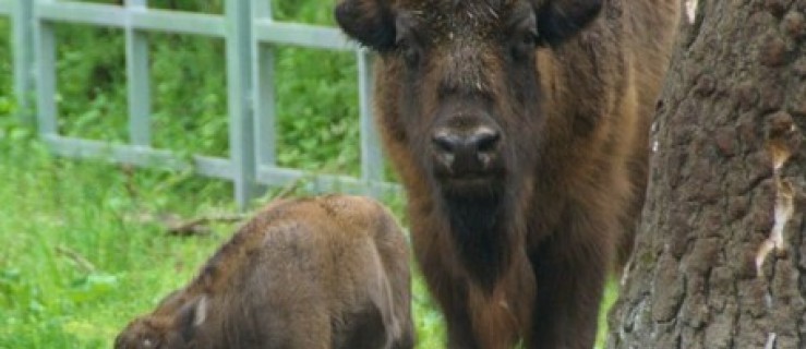 Gołuchów. W Pokazowej Zagrodzie Zwierząt urodził się kolejny żuberek! - Zdjęcie główne