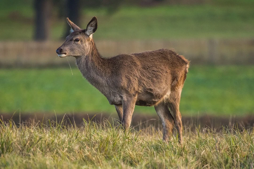 Oświadczenie koła łowieckiego w sprawie zastrzelonej łani w Kowalewie. Nagroda dla osoby, która pomoże w ujęciu sprawcy - Zdjęcie główne